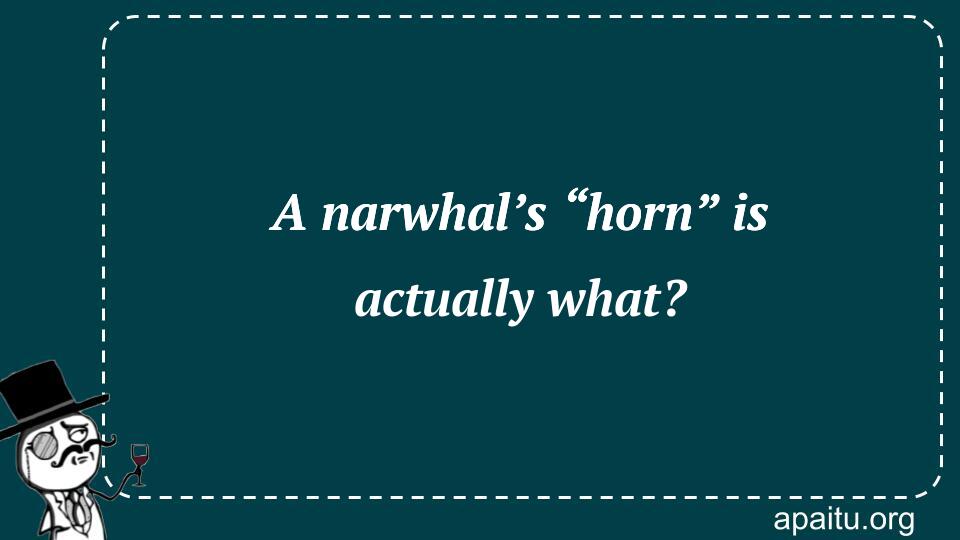 A narwhal’s “horn” is actually what?