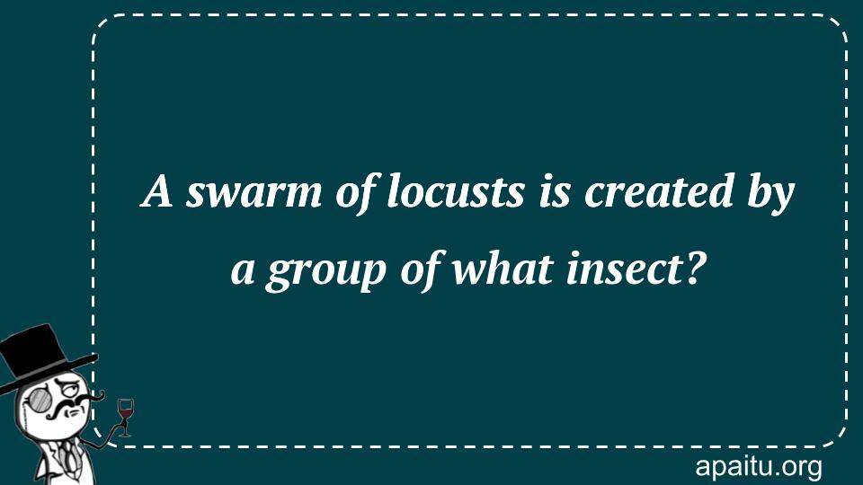 A swarm of locusts is created by a group of what insect?