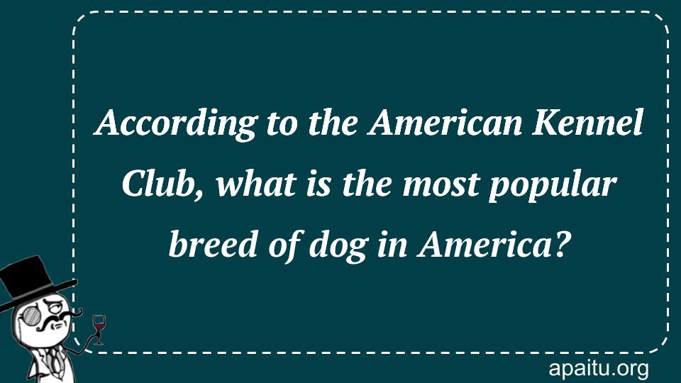 According to the American Kennel Club, what is the most popular breed of dog in America?