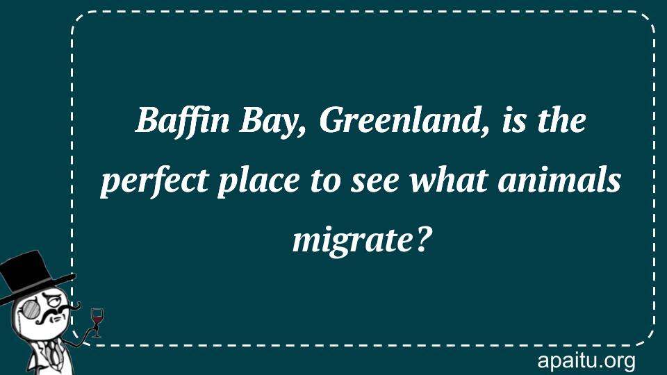 Baffin Bay, Greenland, is the perfect place to see what animals migrate?