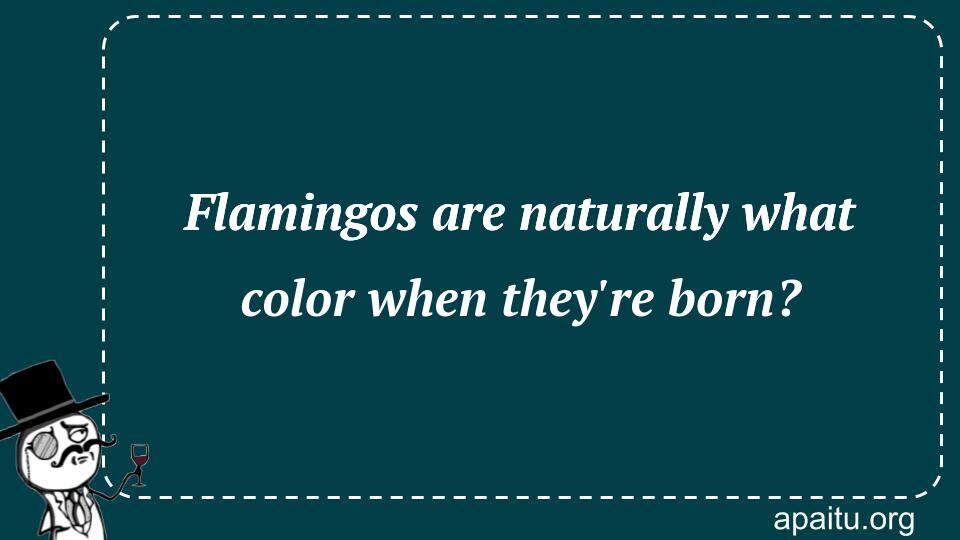 Flamingos are naturally what color when they`re born?