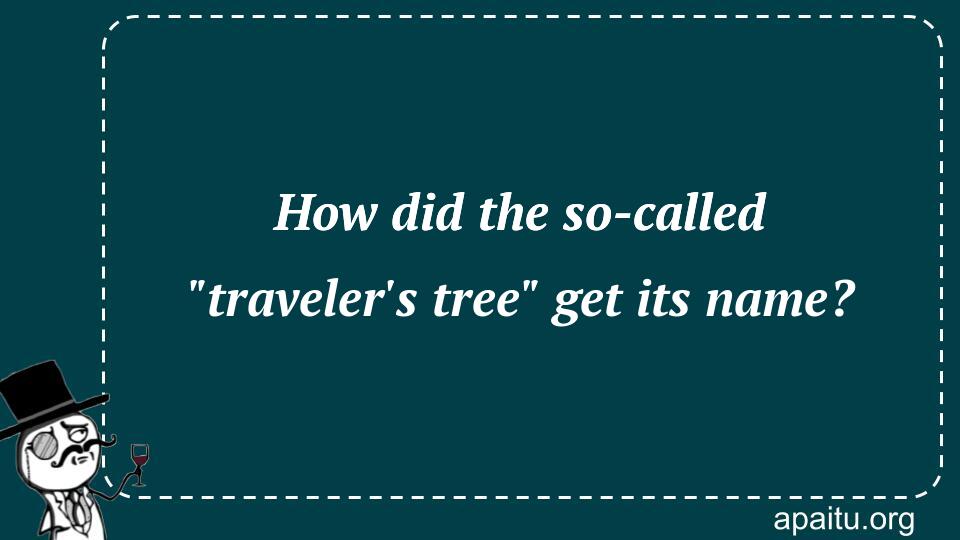 How did the so-called `traveler`s tree` get its name?