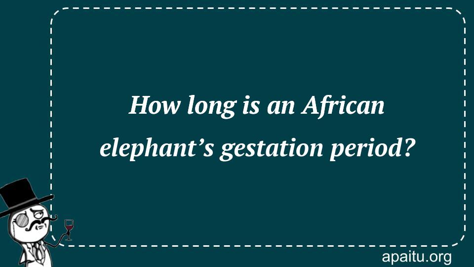 How long is an African elephant’s gestation period? - Answer