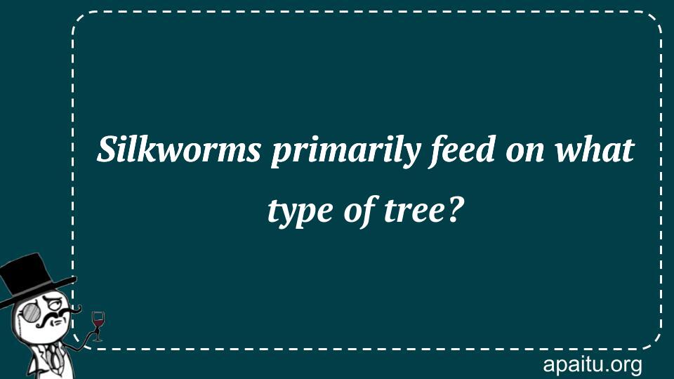 Silkworms primarily feed on what type of tree?