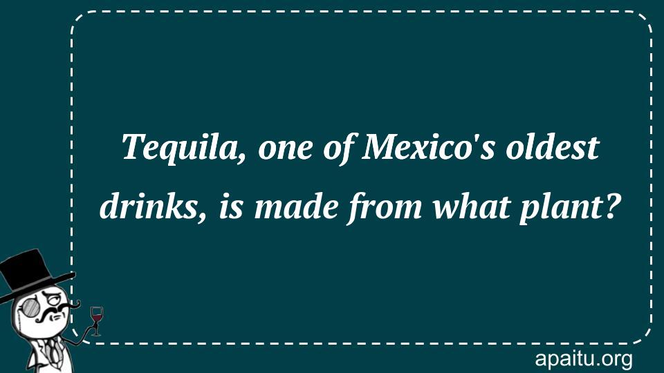 Tequila, one of Mexico`s oldest drinks, is made from what plant?