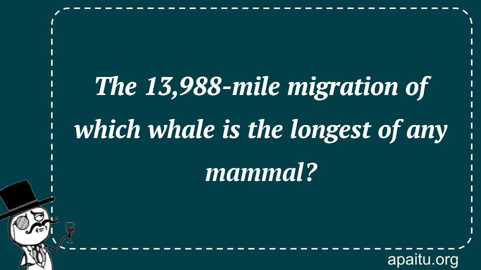 The 13,988-mile migration of which whale is the longest of any mammal?