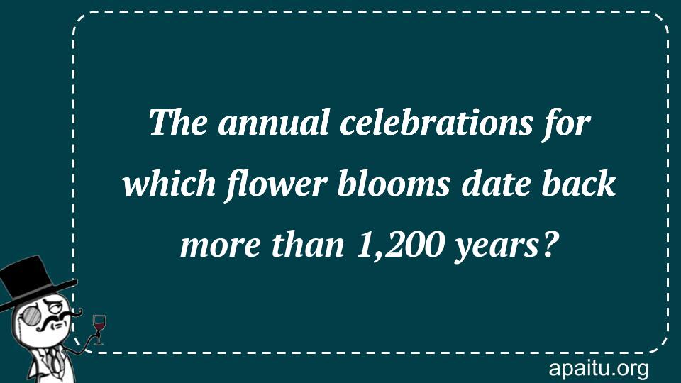 The annual celebrations for which flower blooms date back more than 1,200 years?