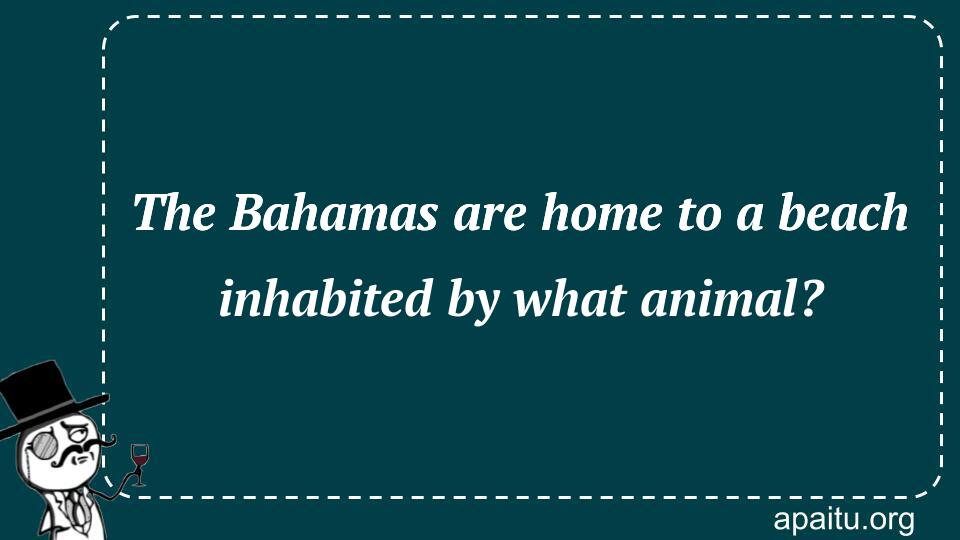 The Bahamas are home to a beach inhabited by what animal?