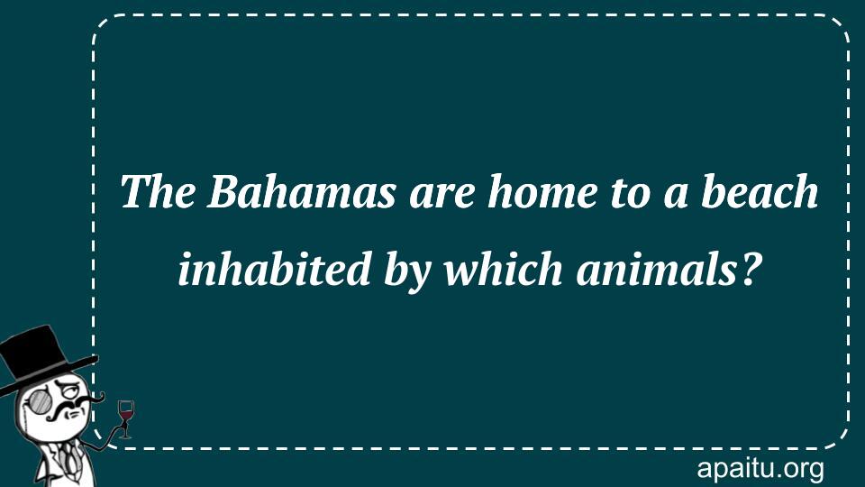 The Bahamas are home to a beach inhabited by which animals?