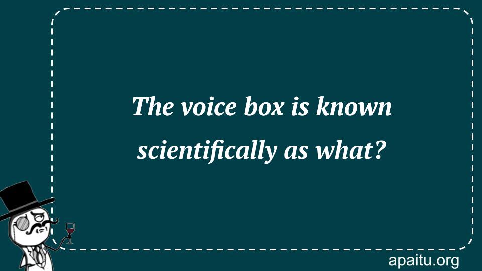 The voice box is known scientifically as what?