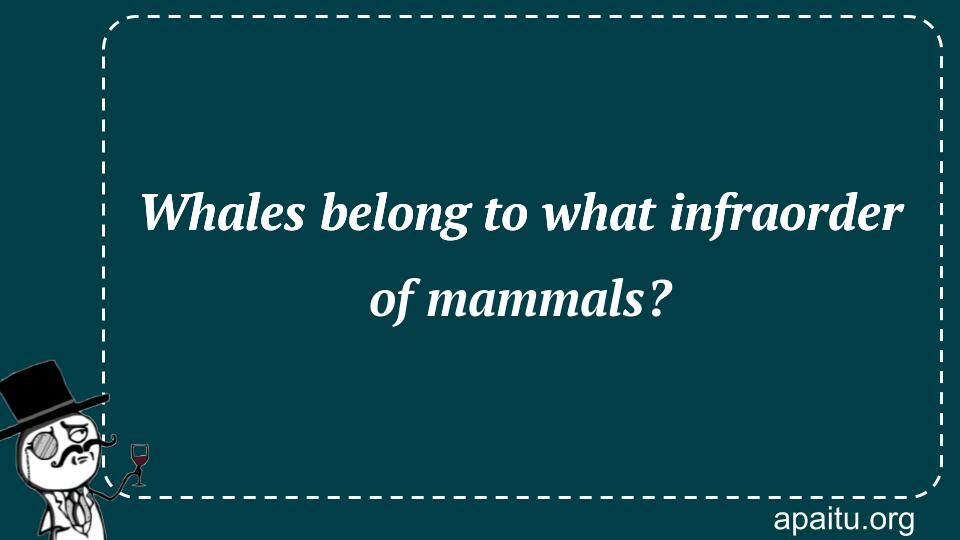 Whales belong to what infraorder of mammals?