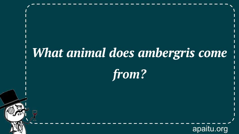 What animal does ambergris come from?