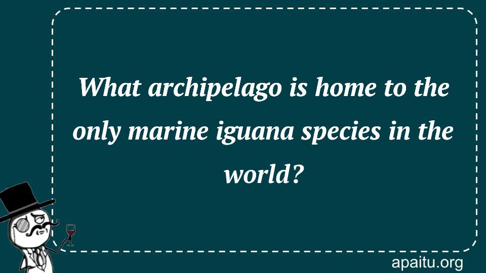 What archipelago is home to the only marine iguana species in the world?