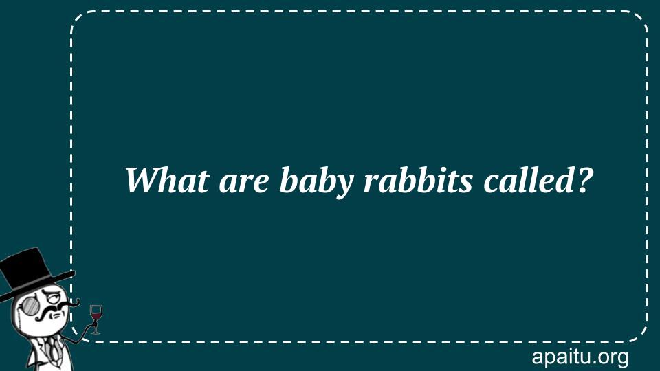 What are baby rabbits called?