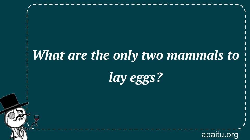 What are the only two mammals to lay eggs?