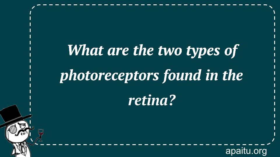 What are the two types of photoreceptors found in the retina?