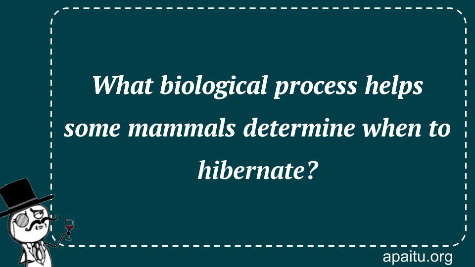 What biological process helps some mammals determine when to hibernate?