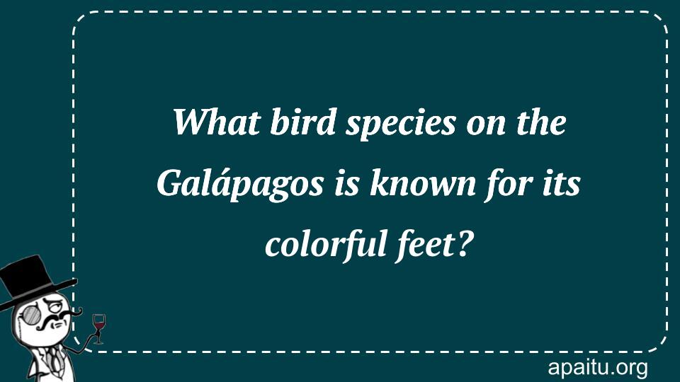 What bird species on the Galápagos is known for its colorful feet?