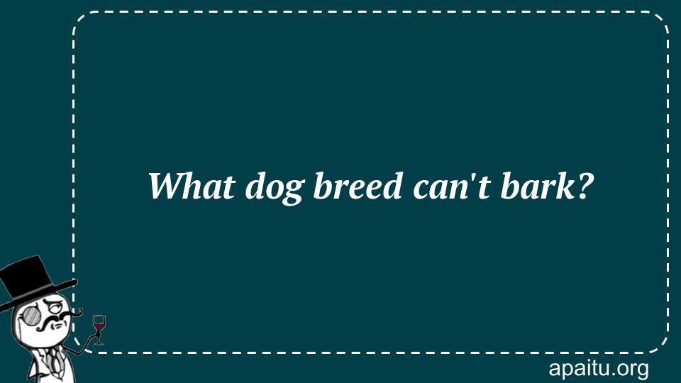 What dog breed can`t bark?