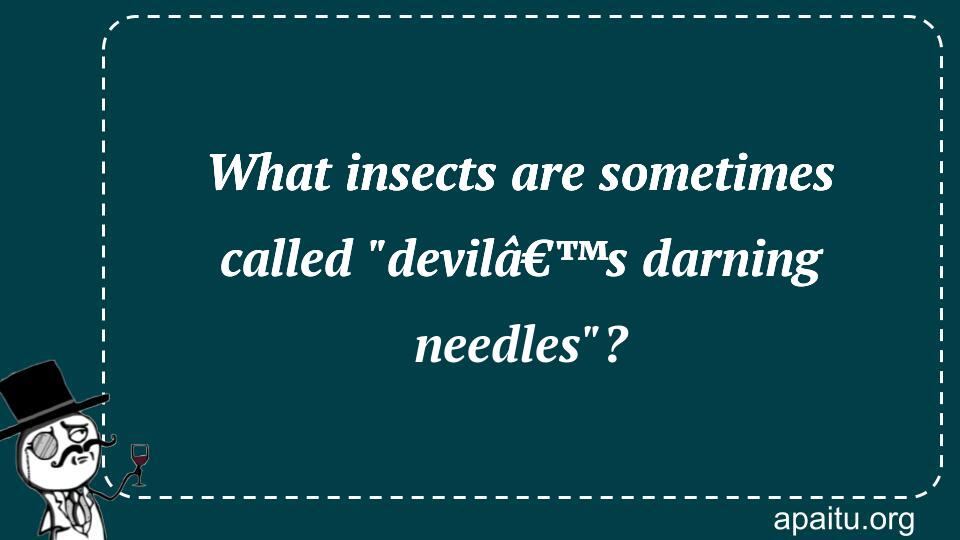 What insects are sometimes called `devilâ€™s darning needles`?