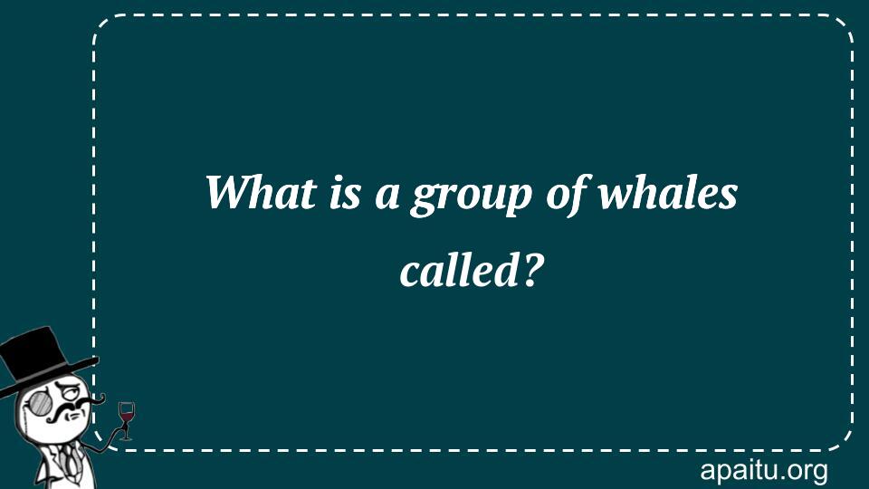 What is a group of whales called?