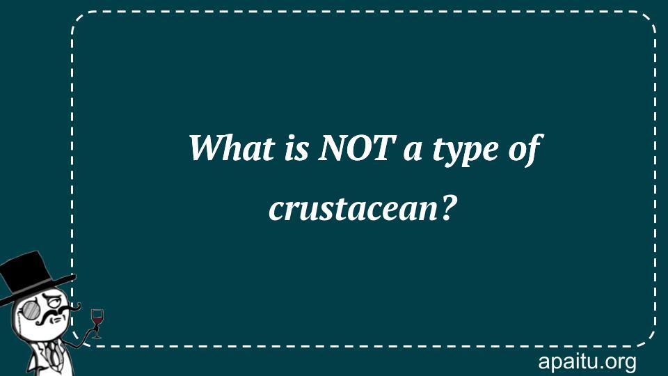 What is NOT a type of crustacean?