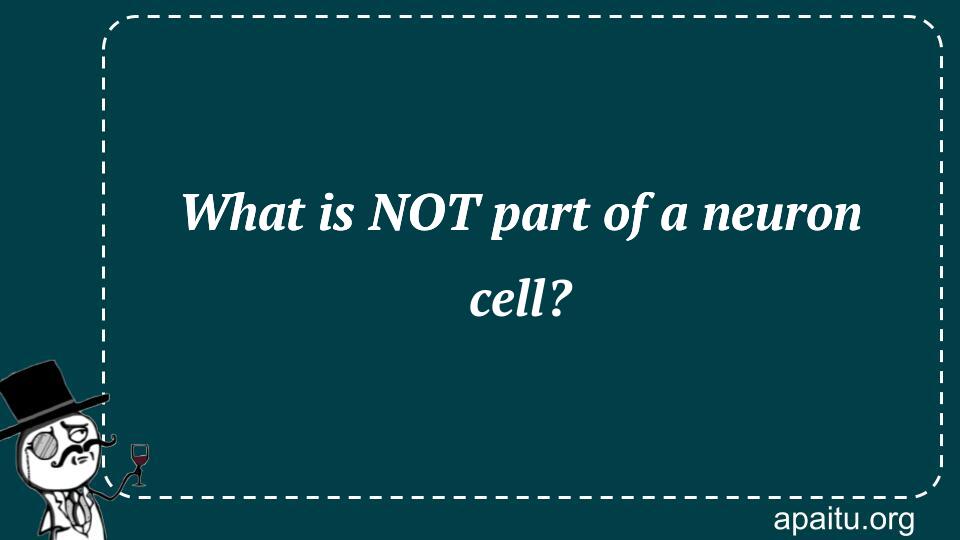 What is NOT part of a neuron cell?