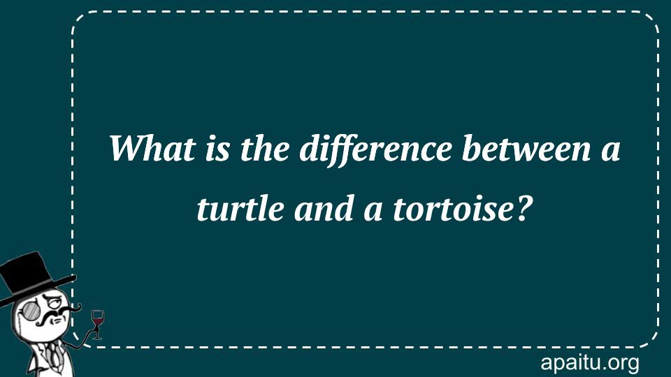 What is the difference between a turtle and a tortoise?