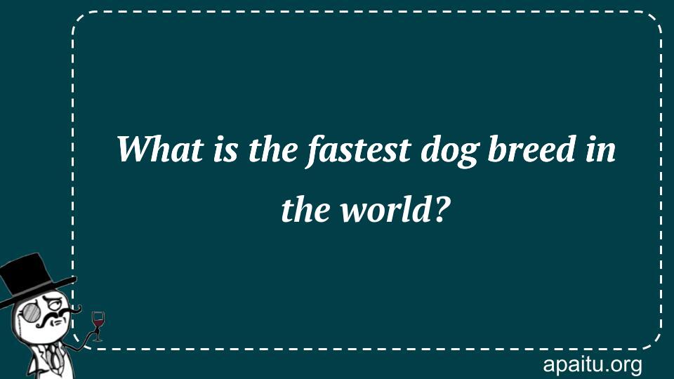 What is the fastest dog breed in the world?