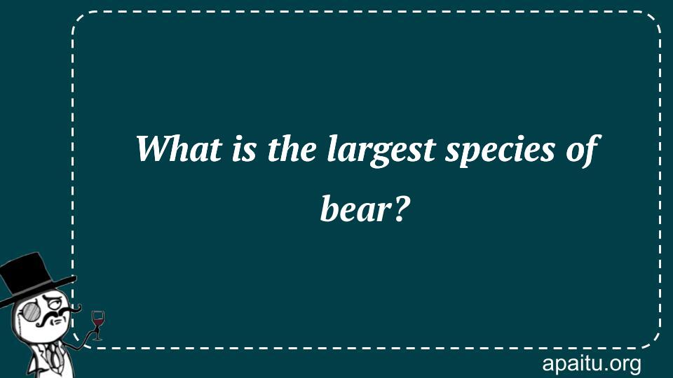 What is the largest species of bear?