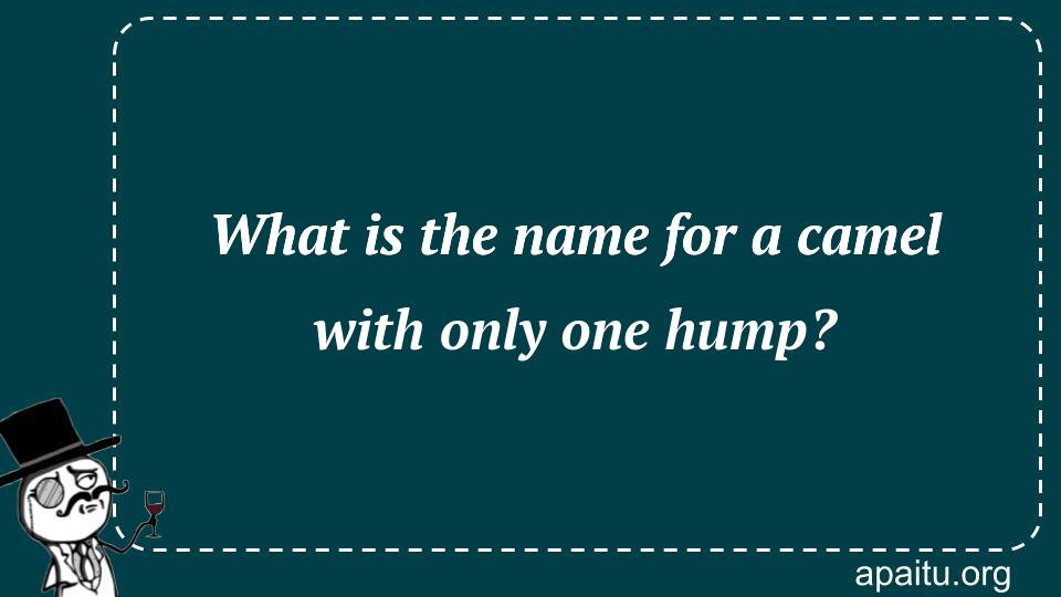 What is the name for a camel with only one hump?