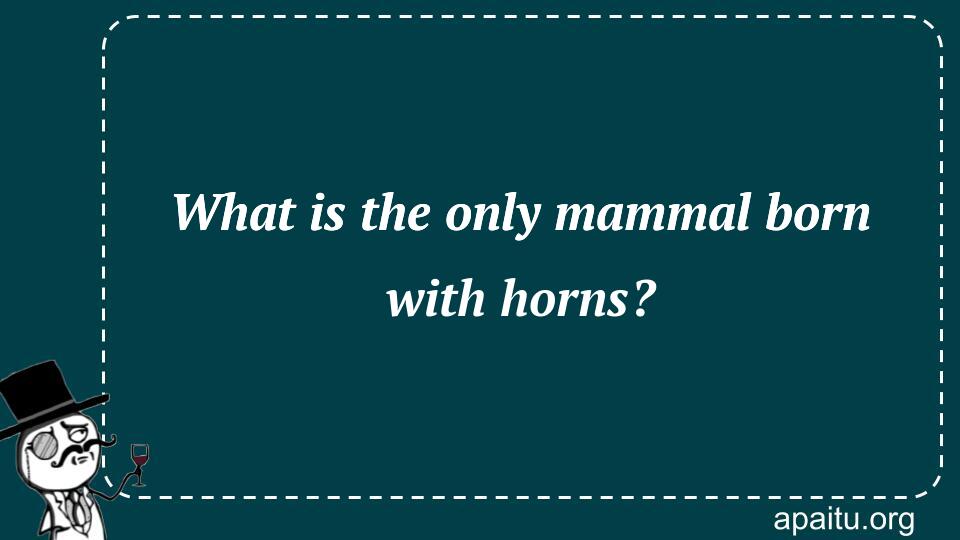 What is the only mammal born with horns?