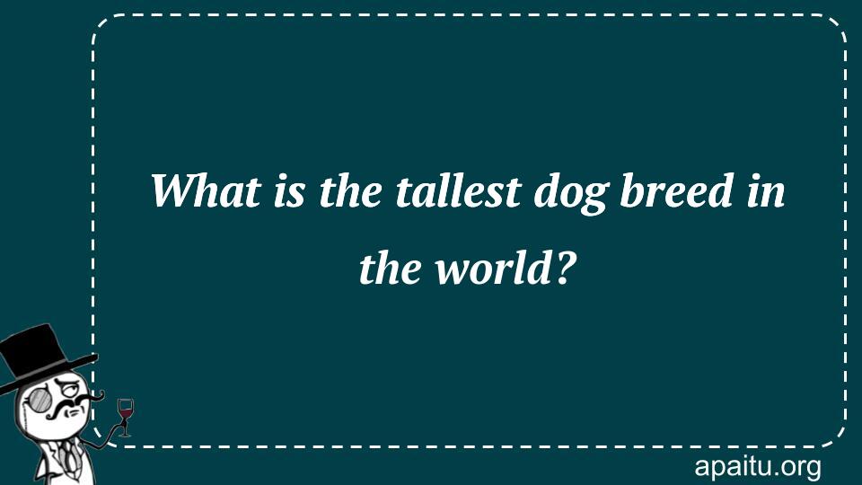 What is the tallest dog breed in the world?