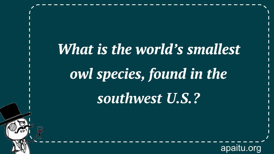 What is the world’s smallest owl species, found in the southwest U.S.?