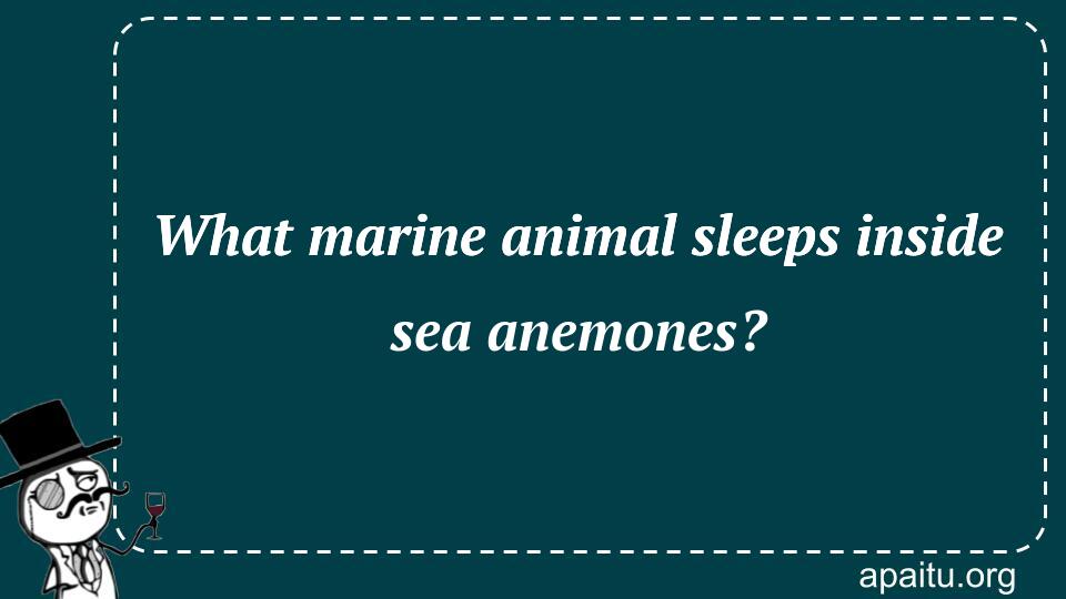 What marine animal sleeps inside sea anemones?