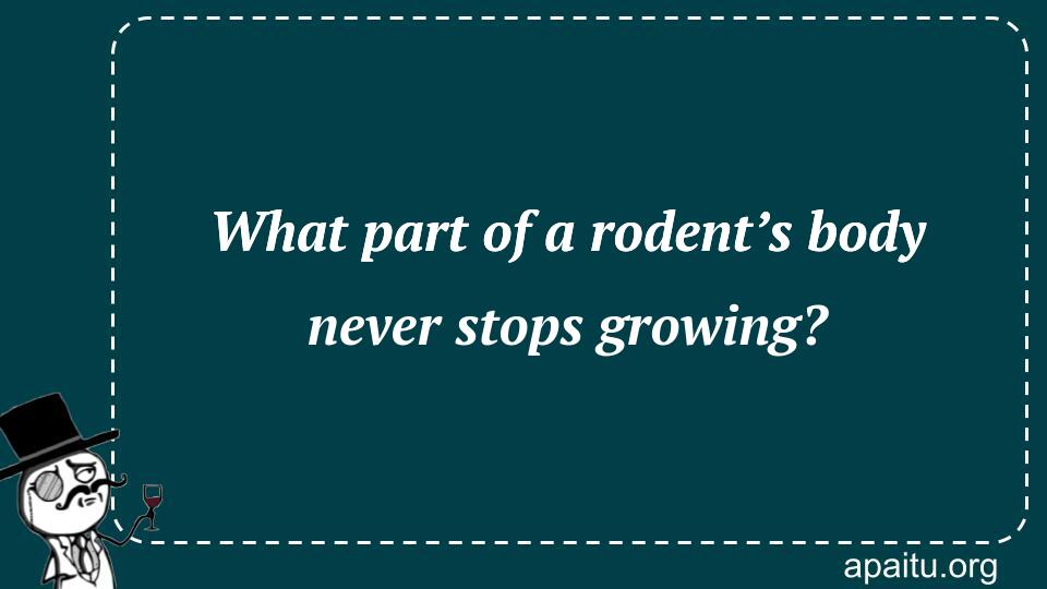 What part of a rodent’s body never stops growing?