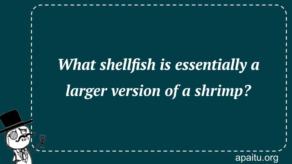 What shellfish is essentially a larger version of a shrimp?