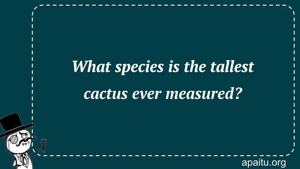 What species is the tallest cactus ever measured?