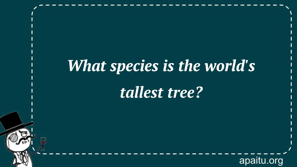 What species is the world`s tallest tree?