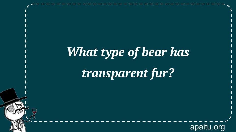 What type of bear has transparent fur?