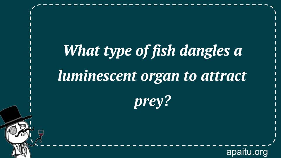 What type of fish dangles a luminescent organ to attract prey?