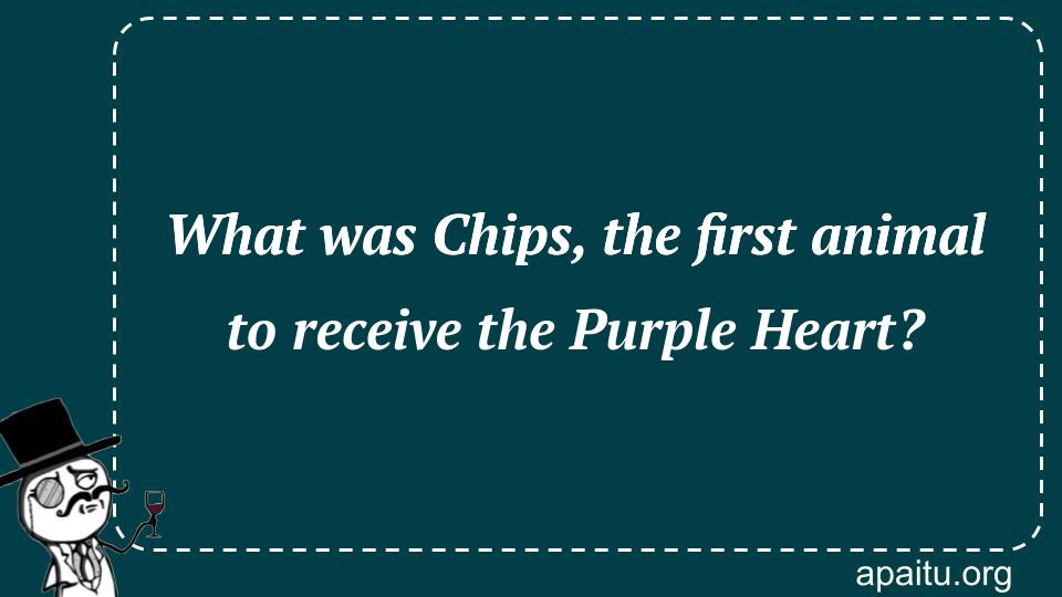 What was Chips, the first animal to receive the Purple Heart?