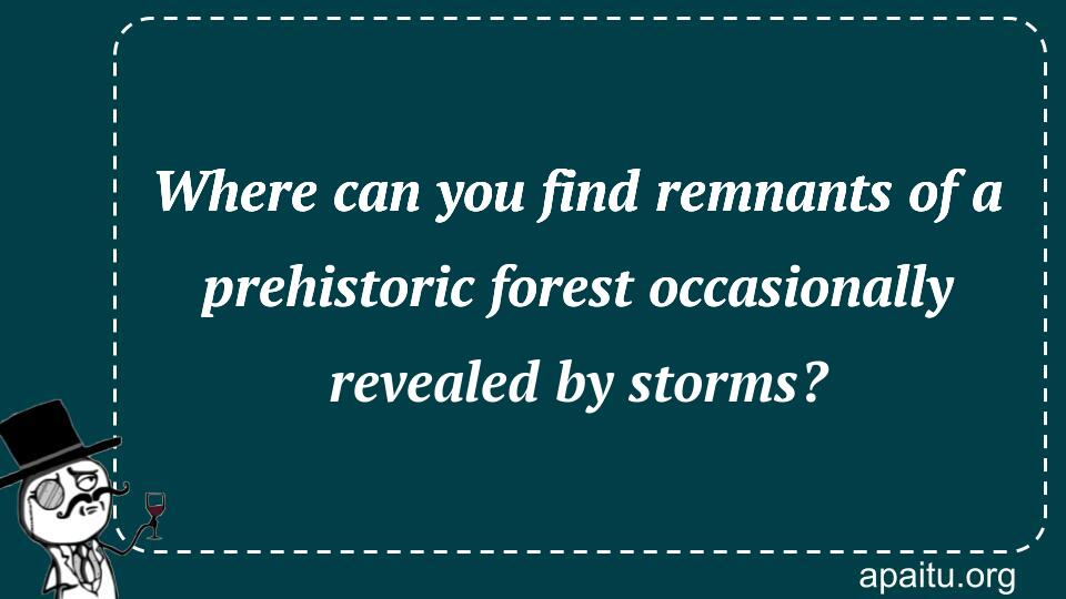 Where can you find remnants of a prehistoric forest occasionally revealed by storms?