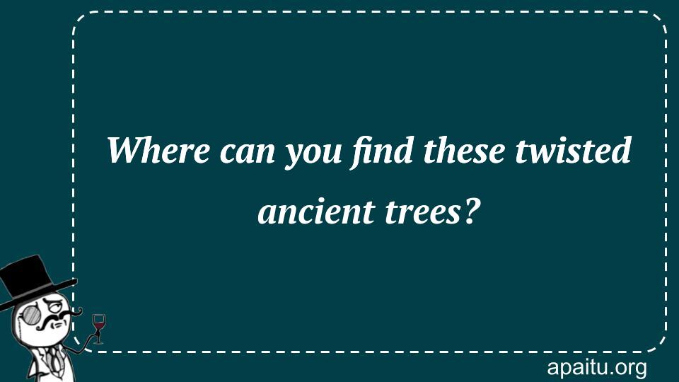 Where can you find these twisted ancient trees?