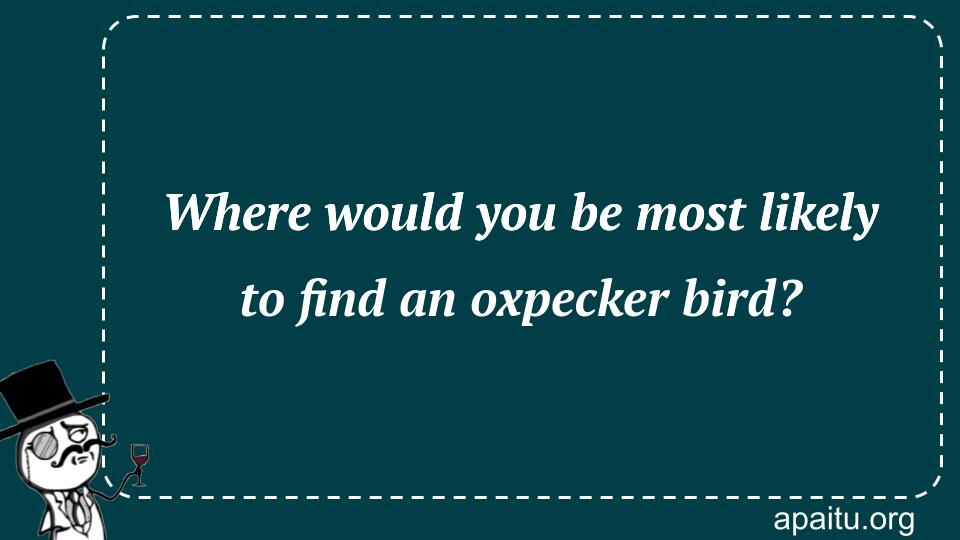 Where would you be most likely to find an oxpecker bird?