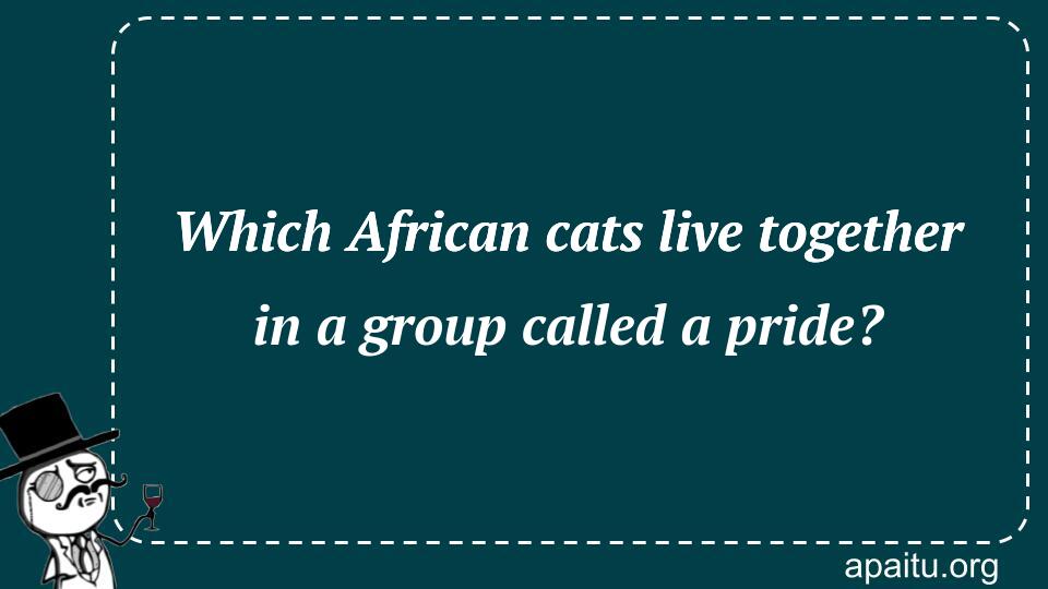 Which African cats live together in a group called a pride?