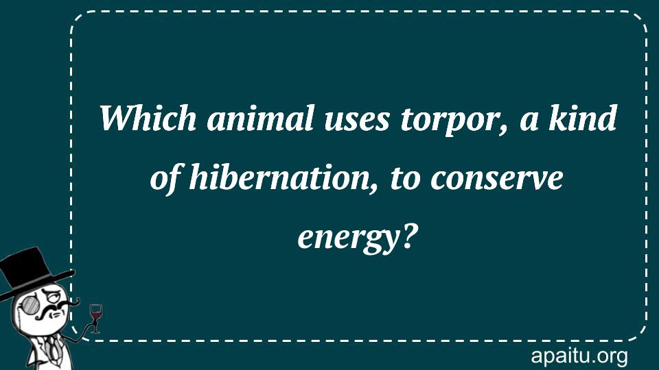 Which animal uses torpor, a kind of hibernation, to conserve energy?