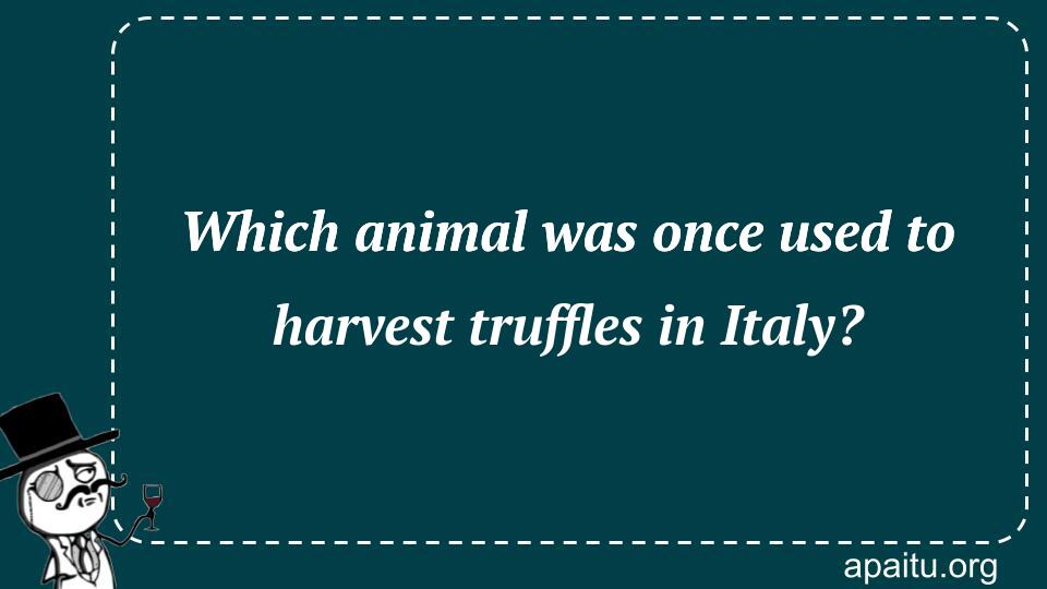 Which animal was once used to harvest truffles in Italy?