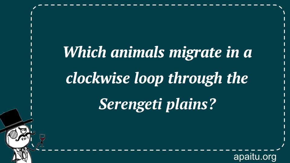 Which animals migrate in a clockwise loop through the Serengeti plains?