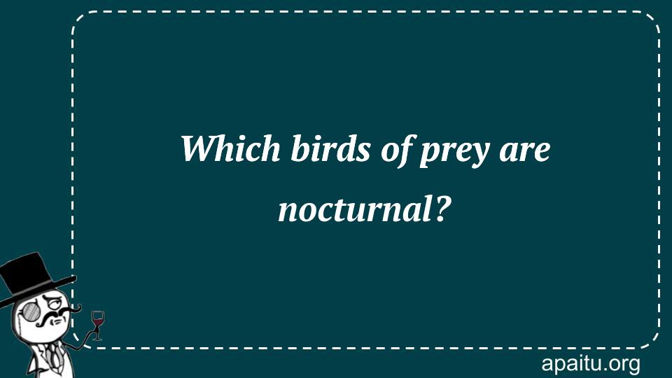 Which birds of prey are nocturnal?